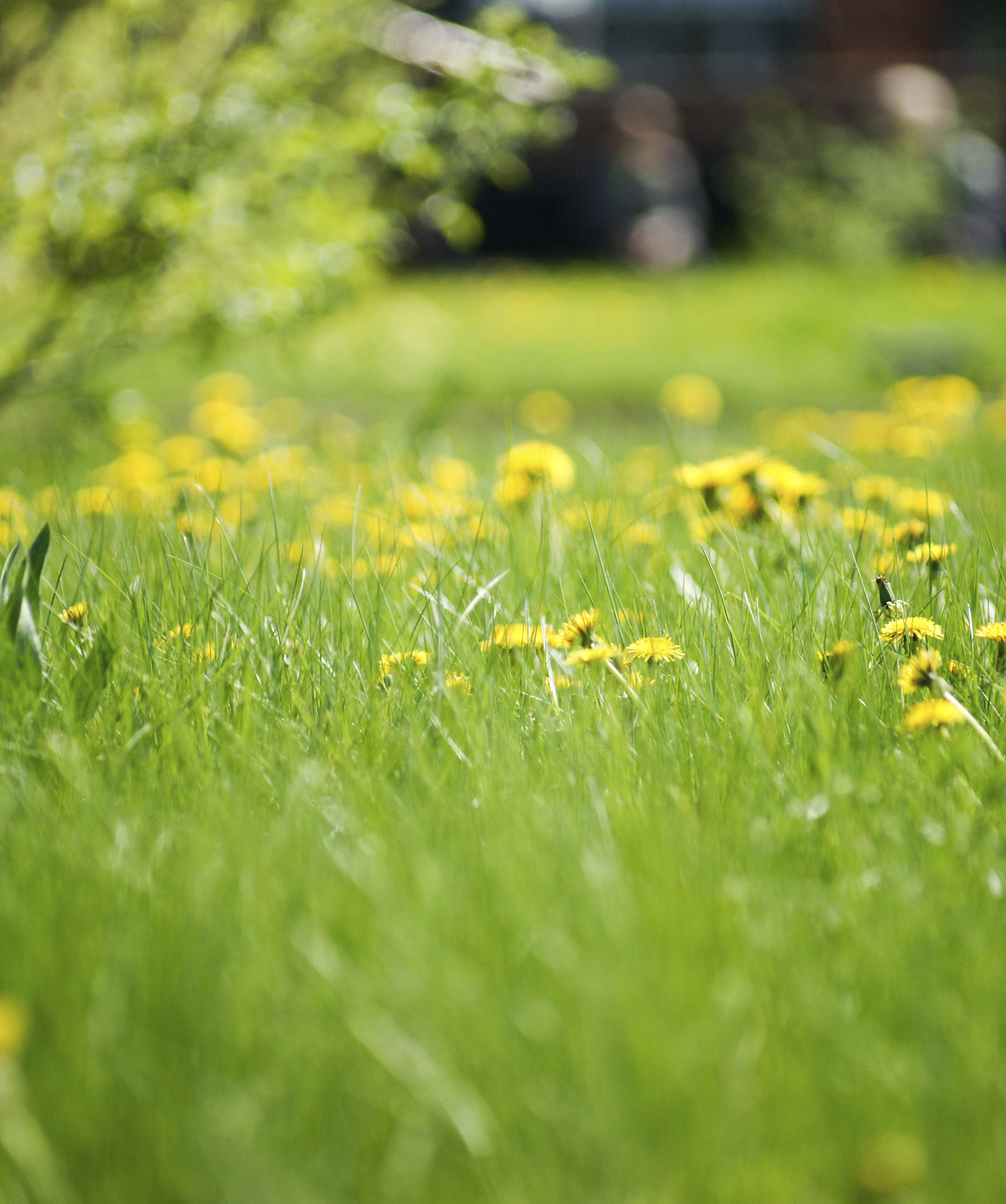 Гербициды – за/против